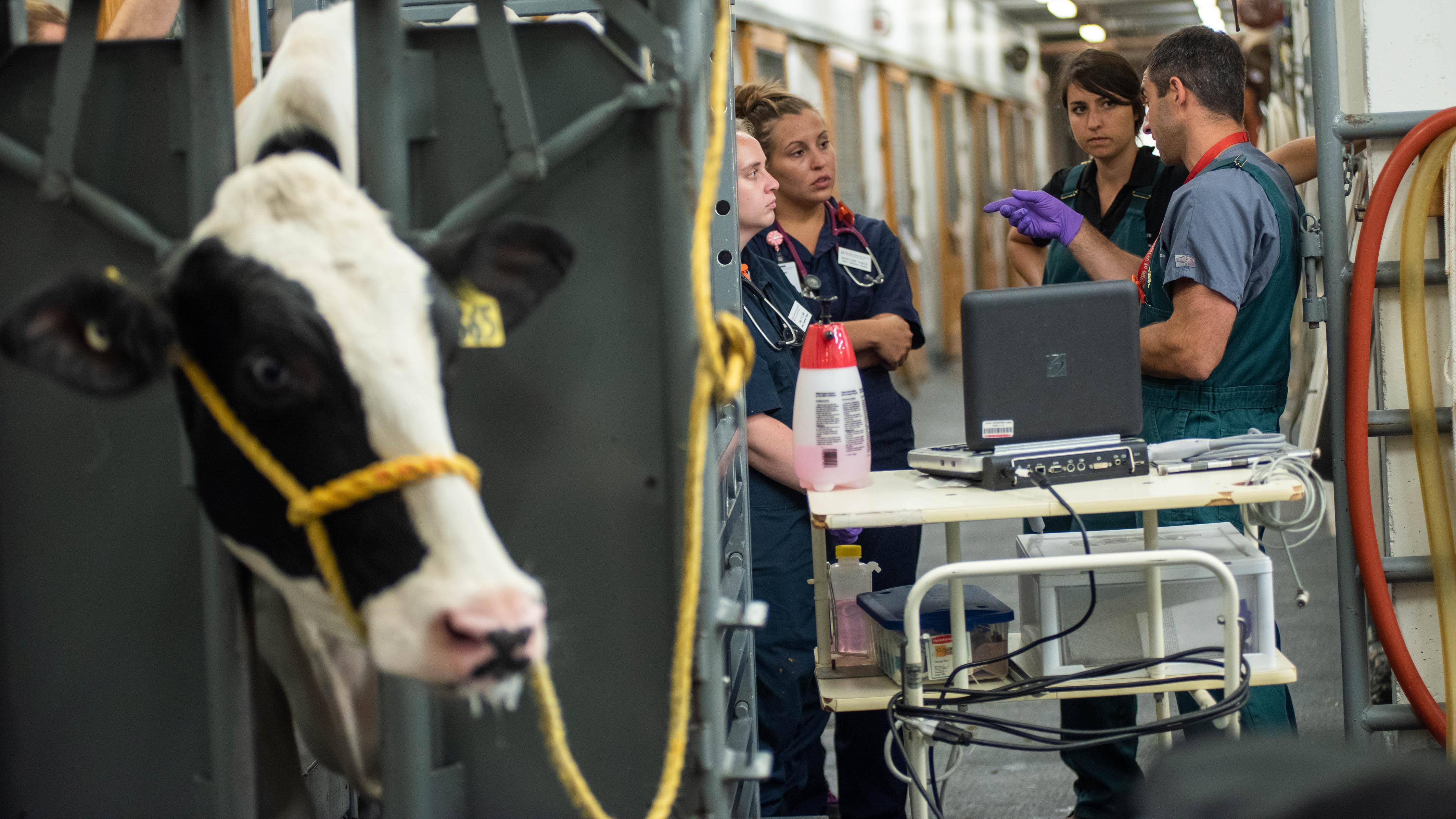 team talking near cow