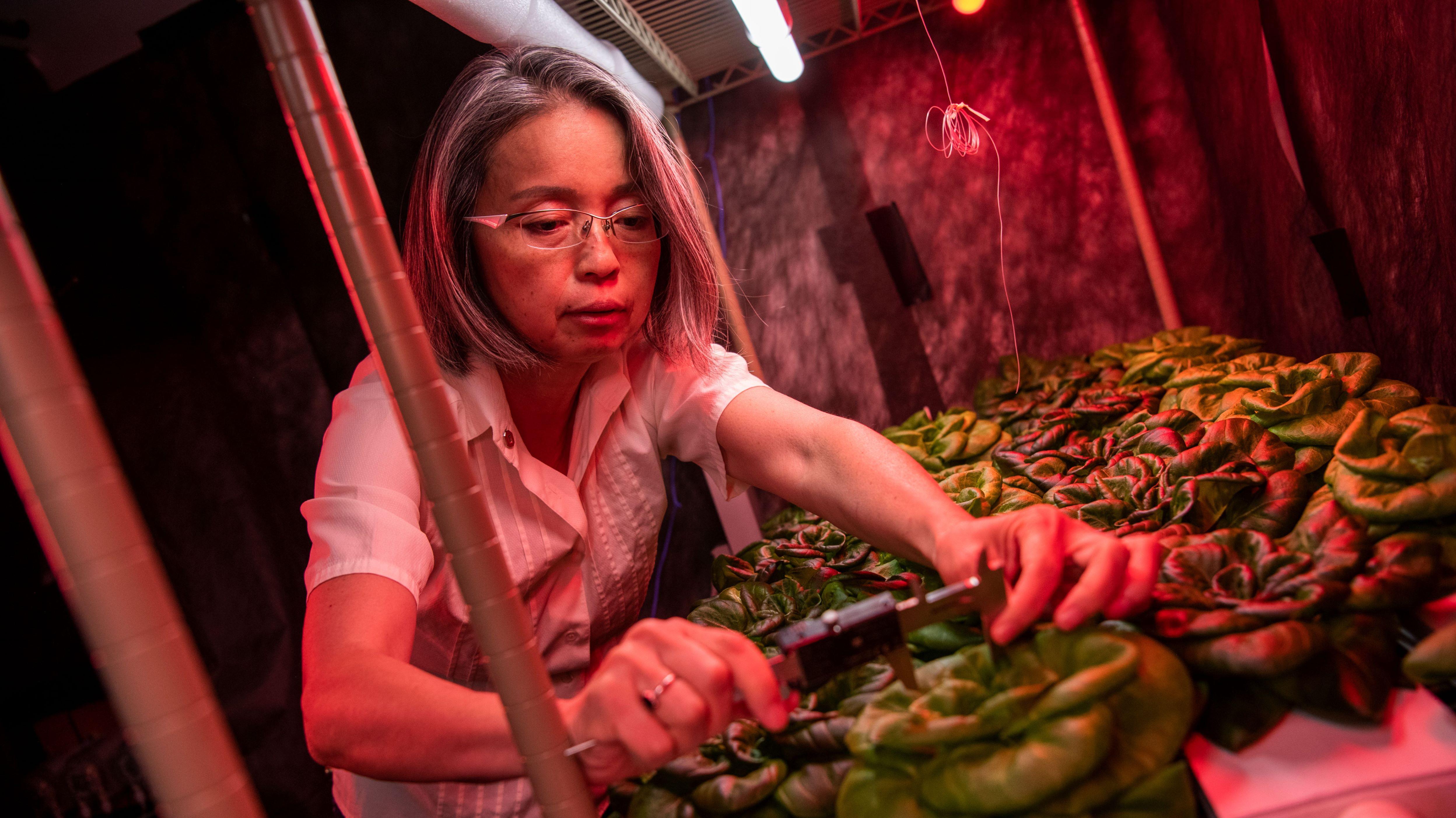 woman working in indoor garden