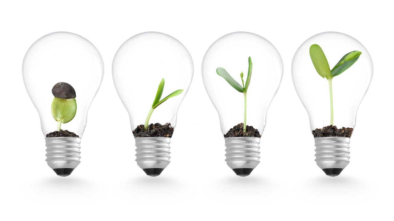 light bulb illustration with plants growing inside
