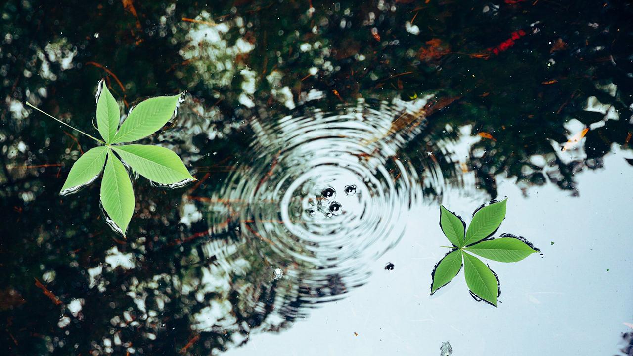 buckeye leaves floating on water with a ripple effect